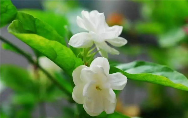春天开白色花的植物有哪些