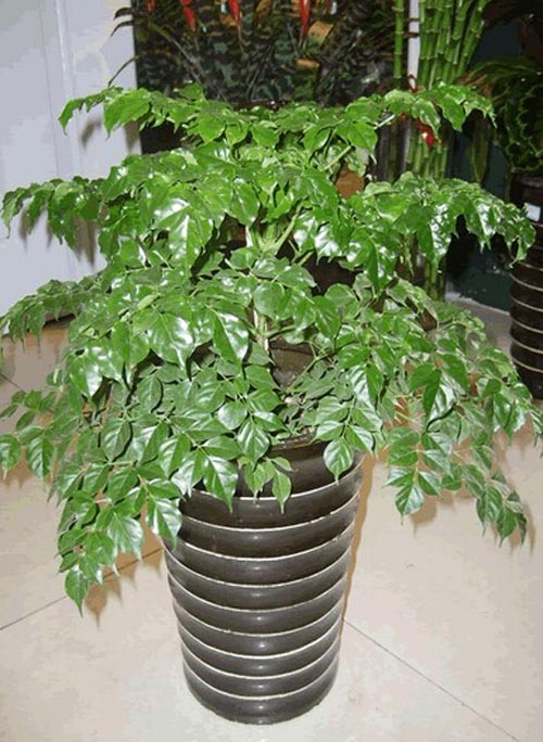 菜豆树怎么养大的 了解菜豆树的养殖方法