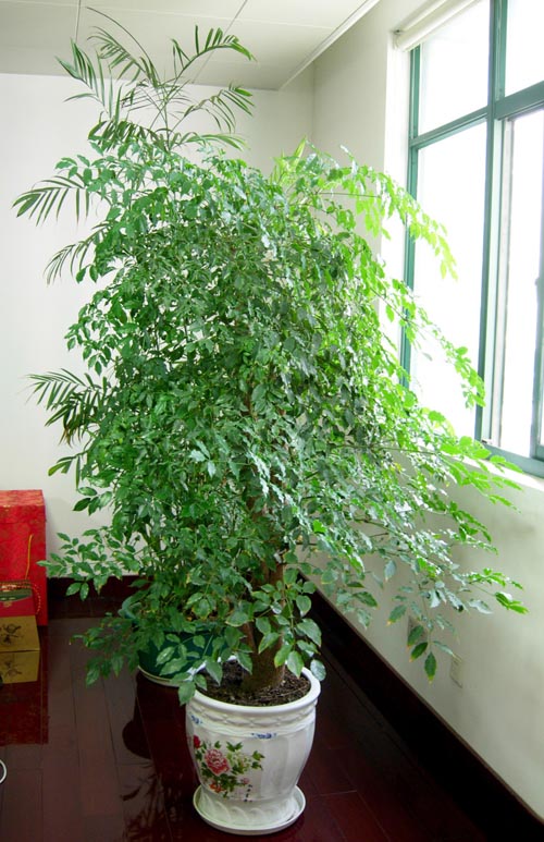 菜豆树怎么养大的 了解菜豆树的养殖方法