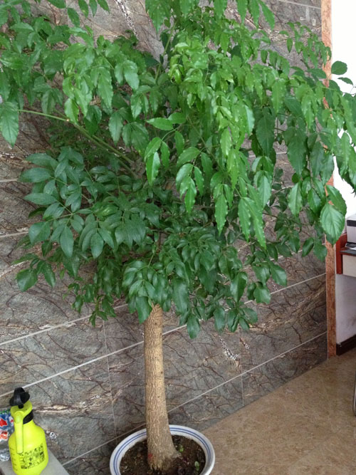 菜豆树怎么养大的 了解菜豆树的养殖方法