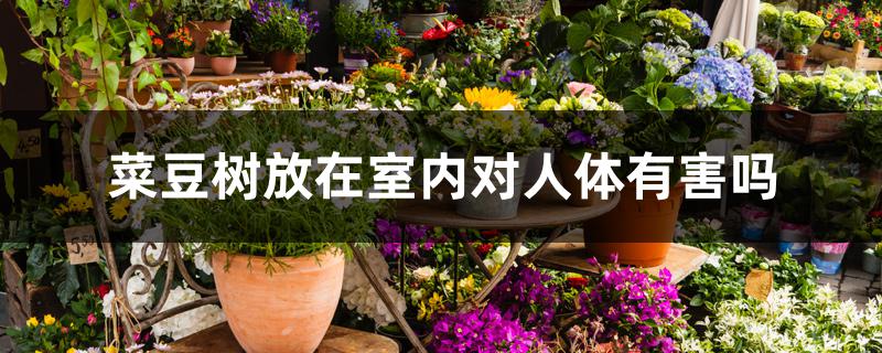 菜豆树放在室内对人体有害吗