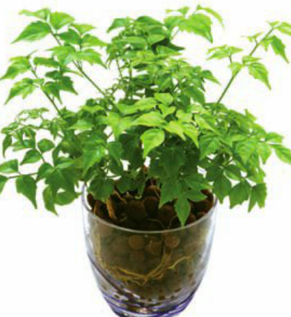 菜豆树 | 适合客厅养的水养植物