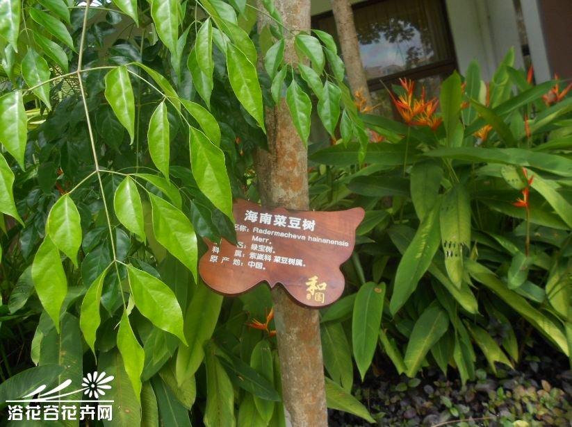 海南菜豆树图片
