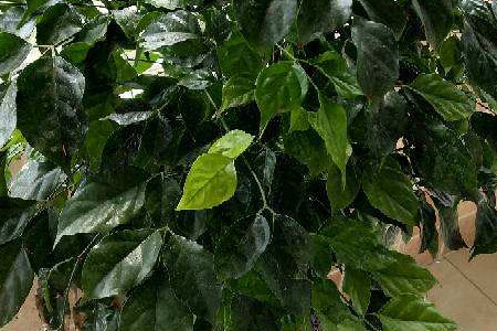 富贵树与菜豆树的区别