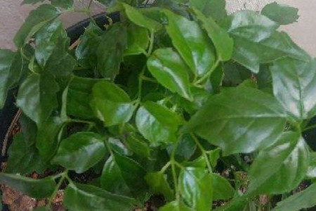 富贵树与菜豆树的区别