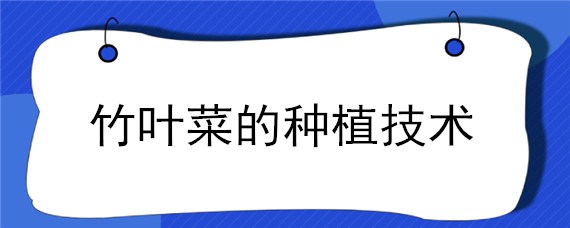 竹叶菜的种植技术