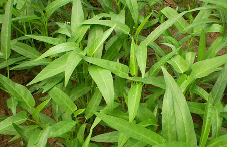 种植空心菜的常见病虫害及其防治技术
