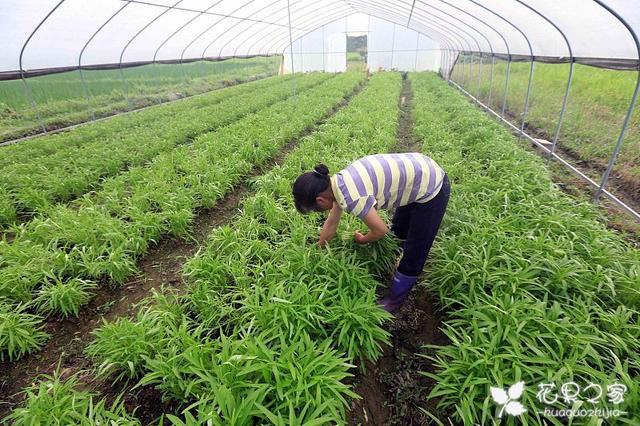 七月份还能种植空心菜