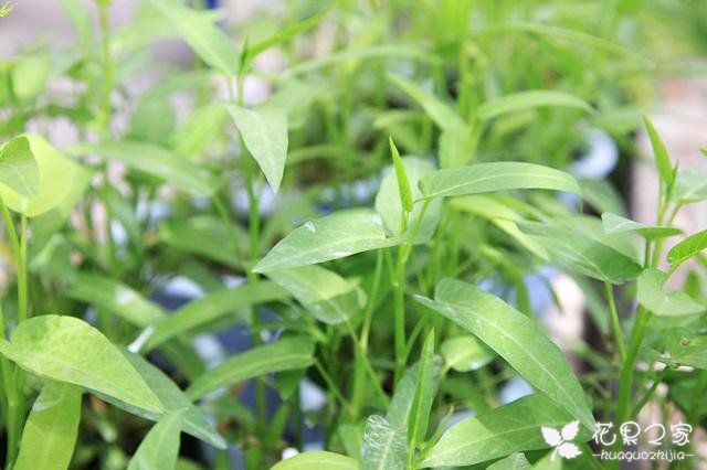 七月份还能种植空心菜