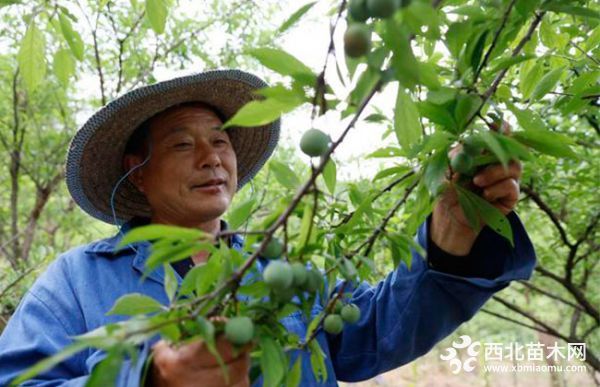 太阳李的栽培管理技术