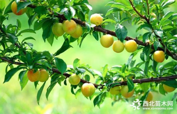 太阳李的栽培管理技术
