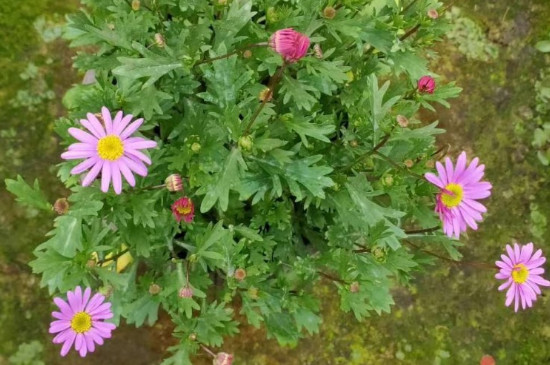姬小菊夏天不能晒太阳