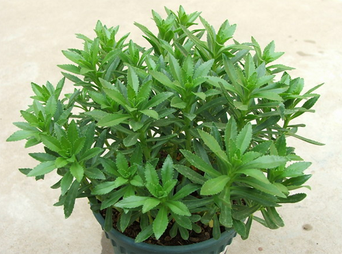 费菜的功效与作用 种植方法是怎样的