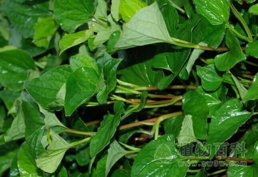 【认识蕺菜】蕺菜简介
