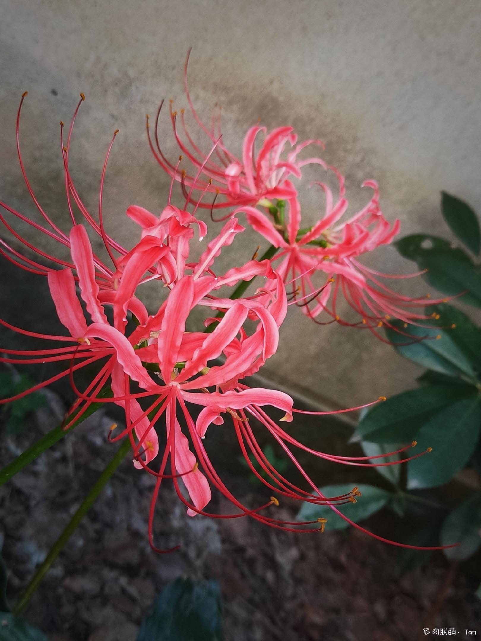 秋风起•小欢喜