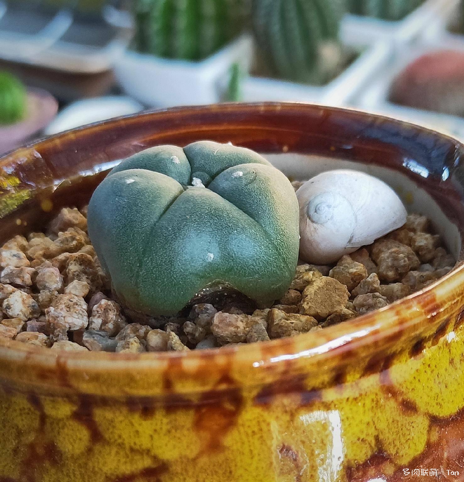 秋风起•小欢喜