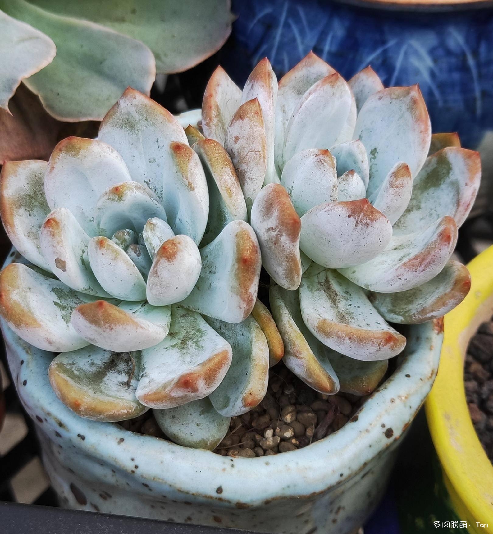 秋风起•小欢喜
