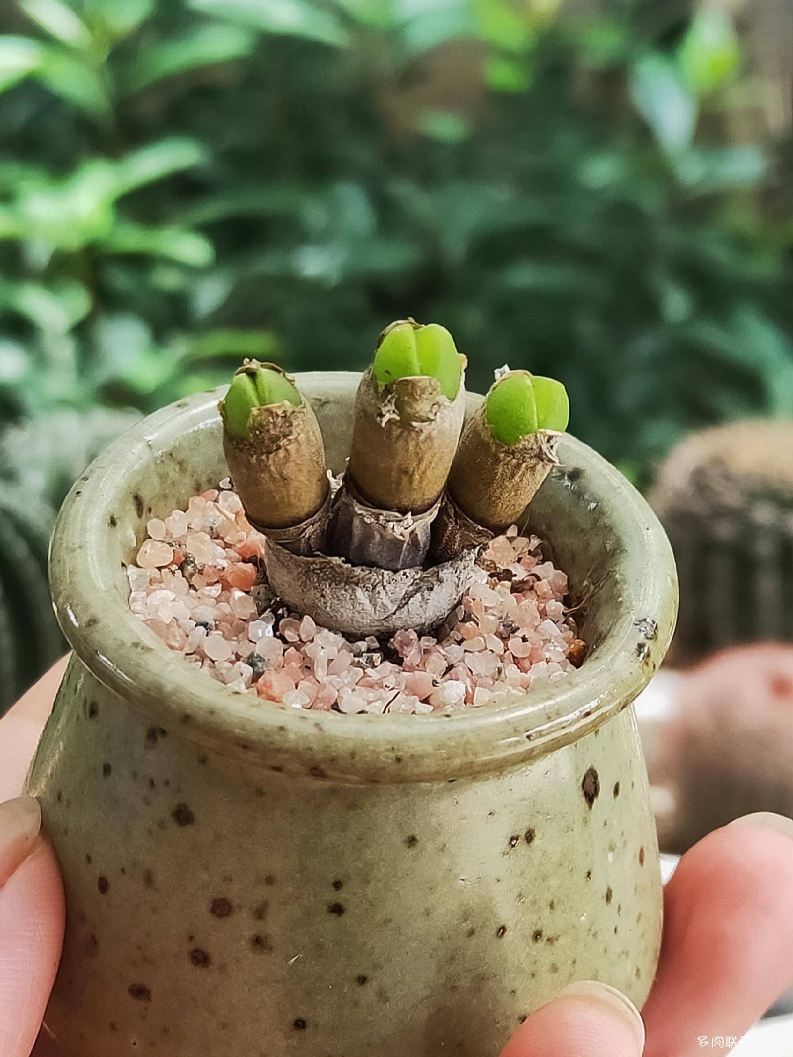 秋风起•小欢喜