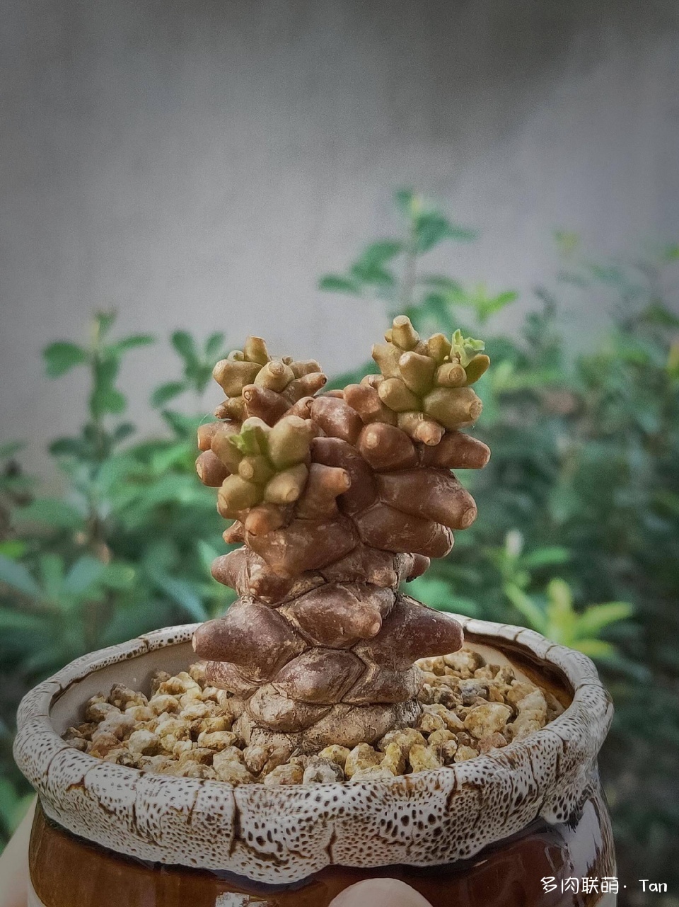 秋风起•小欢喜