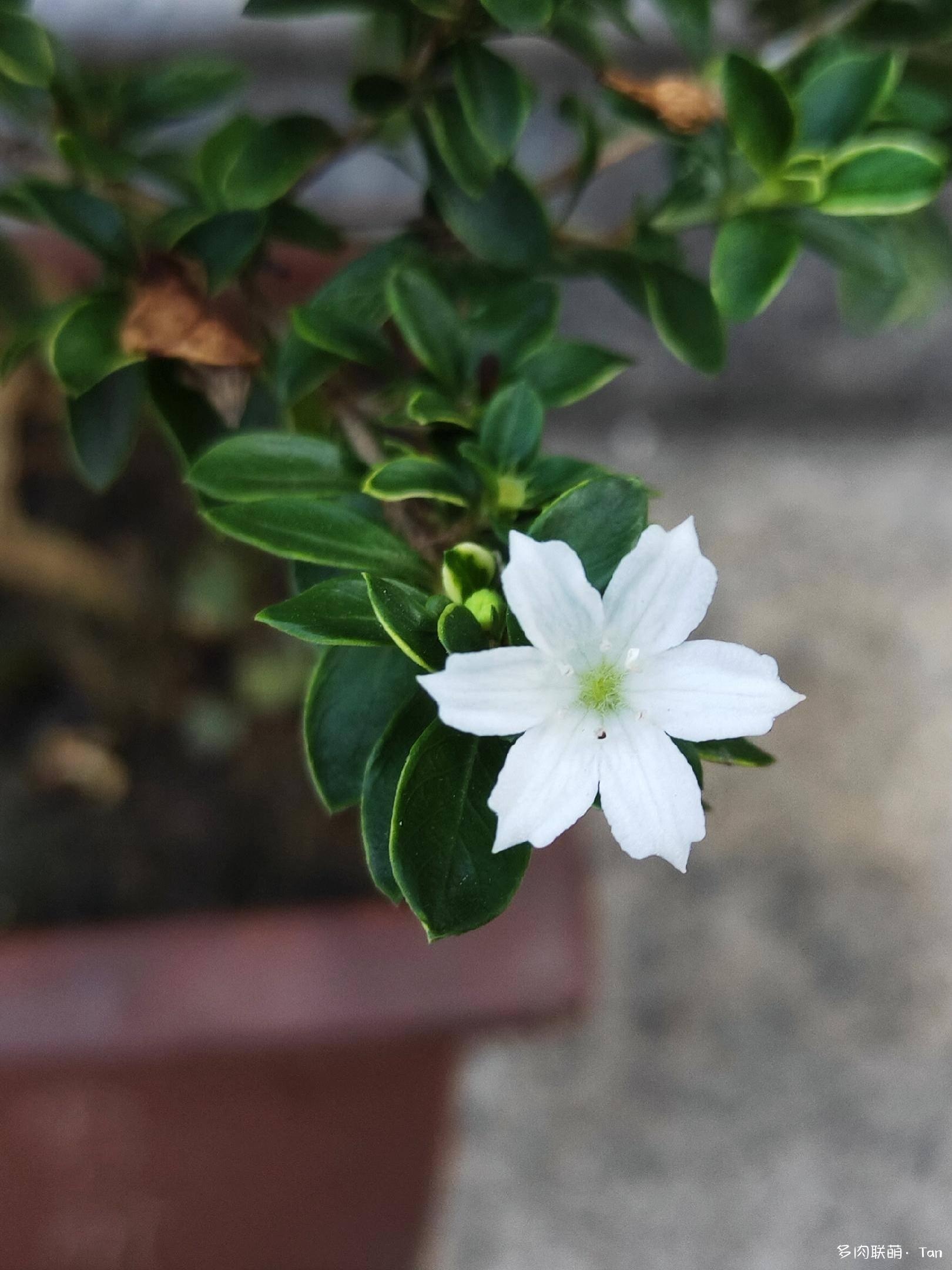 秋风起•小欢喜