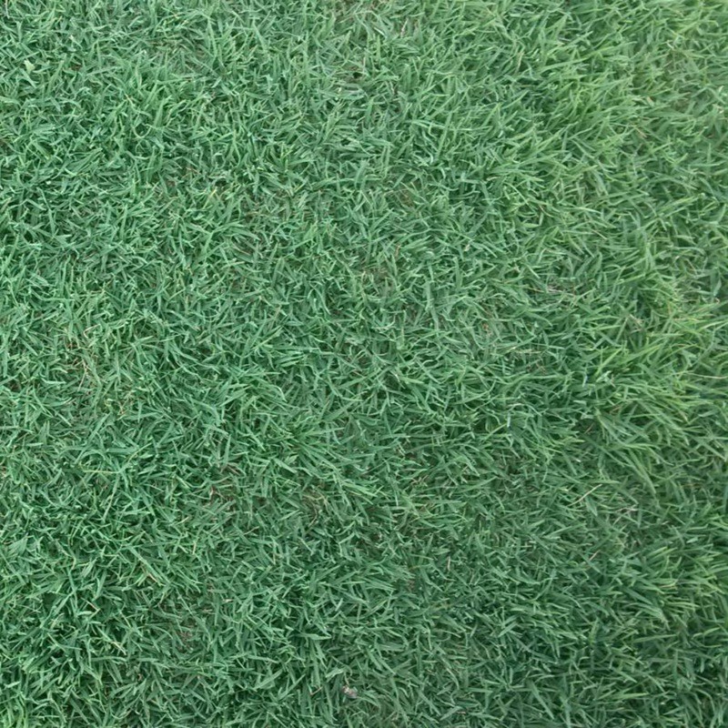 早熟禾适合几月播种,应该如何种植