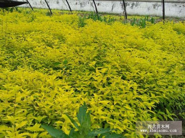 彩叶灌木--金叶莸栽培技术