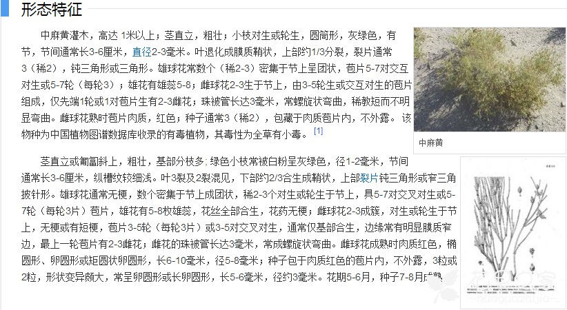 麻黄草图片--中麻黄图组介绍，形态特征，产地，如何识别麻花 。。。 。。。