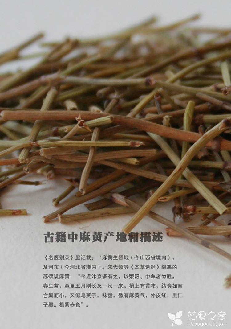 麻黄草图片--中麻黄图组介绍，形态特征，产地，如何识别麻花 。。。 。。。
