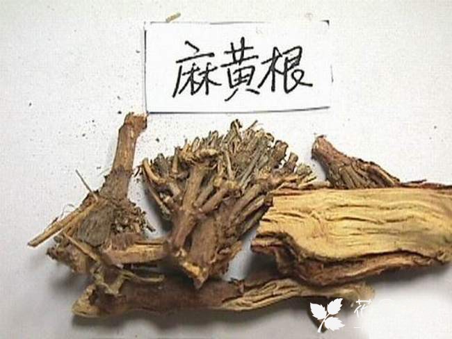 麻黄草图片--中麻黄图组介绍，形态特征，产地，如何识别麻花 。。。 。。。