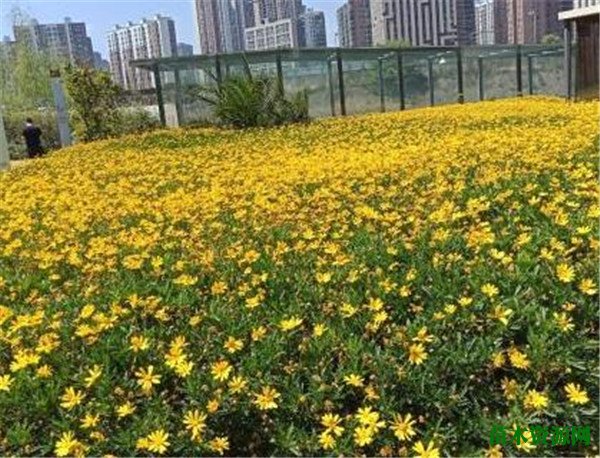 黄金菊的栽培方法 黄金菊一年开几次花