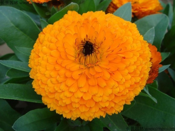 地被植物黄金菊种子多少钱一斤？