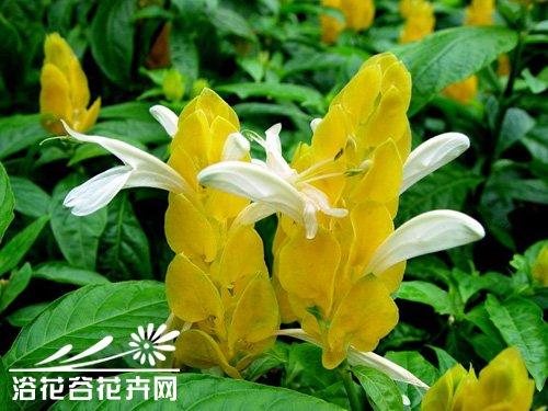 黄虾花的养殖方法