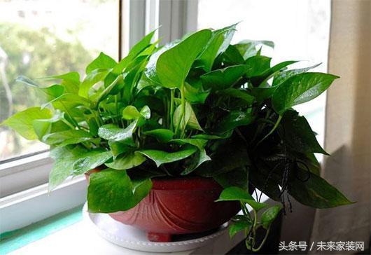 盆栽植物叶子发黄怎么办？看看花友总结出的小决窍吧！