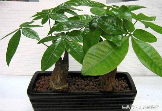 盆栽植物叶子发黄怎么办？看看花友总结出的小决窍吧！