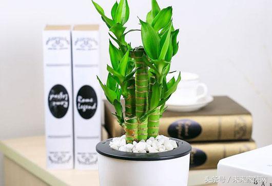 盆栽植物叶子发黄怎么办？看看花友总结出的小决窍吧！