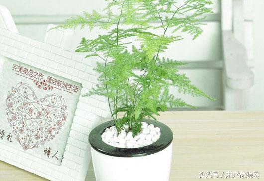 盆栽植物叶子发黄怎么办？看看花友总结出的小决窍吧！