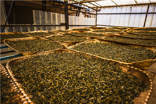 现在的云南普洱茶价格多少钱一斤？功效作用是什么？该怎样冲泡？