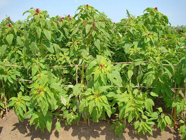 籽粒苋一亩的产量有多少