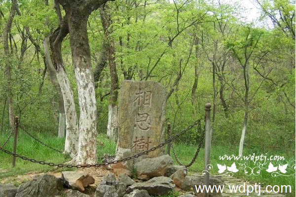 相思树怎么养_相思树图片欣赏大全