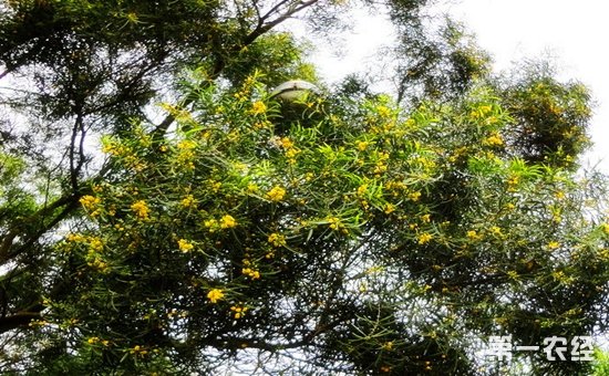 相思树是什么树？台湾相思花期和相思树图片