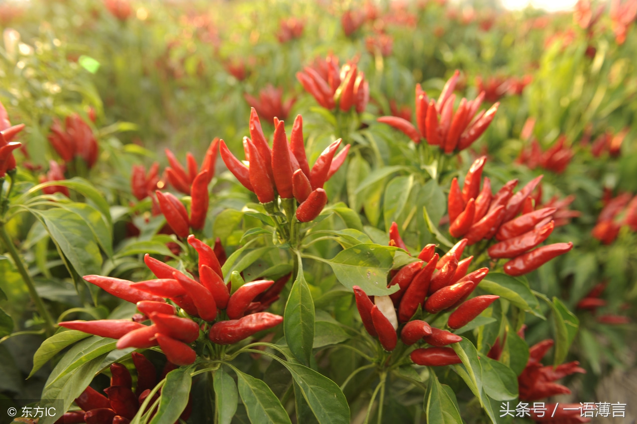 听说过工业辣椒吗？农民种植能挣钱，不食用，到底有什么用途呢？ …