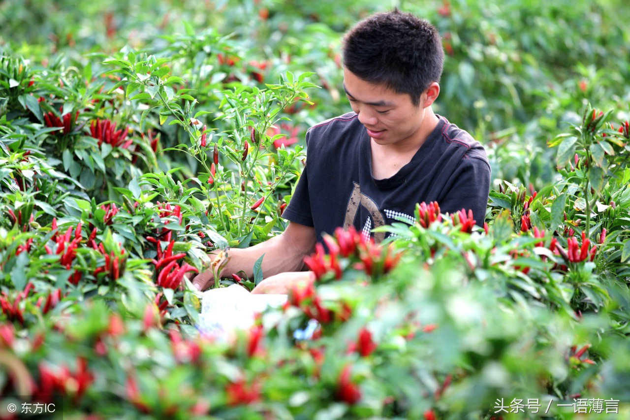 听说过工业辣椒吗？农民种植能挣钱，不食用，到底有什么用途呢？ …