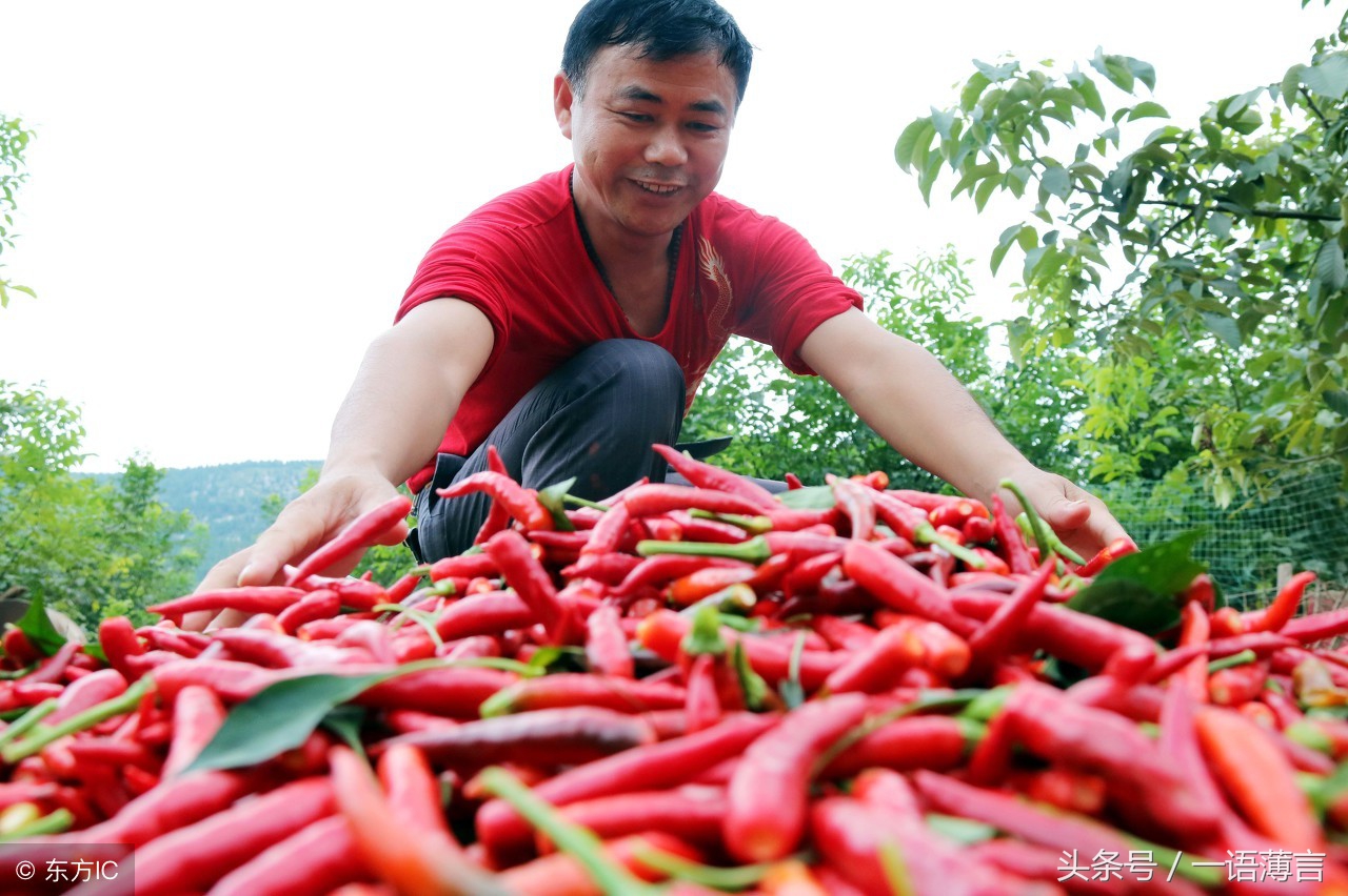 听说过工业辣椒吗？农民种植能挣钱，不食用，到底有什么用途呢？ …