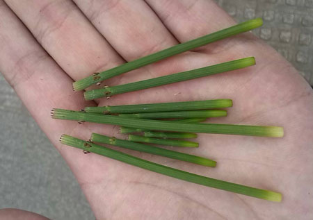 节节草的亲缘植物——木贼科植物品种介绍