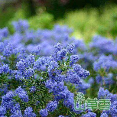 蓝紫色花卉美洲茶的养殖方法和注意事项
