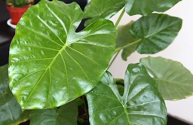 哪些水培植物好养活 这些品种成活率极高