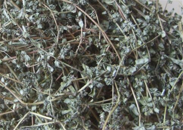 血见愁草药图片与功效 抗癌四大草王有哪些