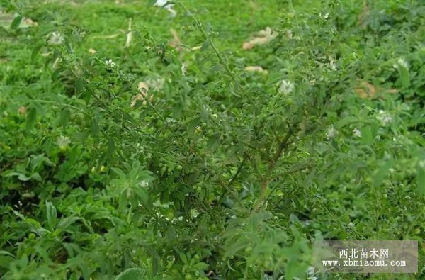 北京地区“乌拉尔”甘草规范化栽培技术