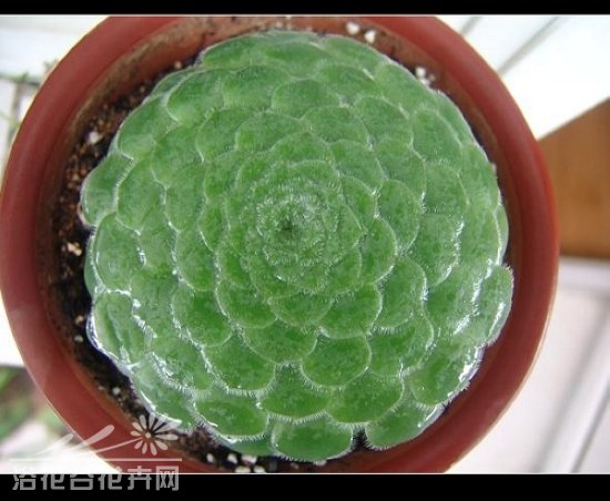 明镜的基本养护及缀化