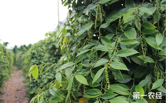胡椒有什么功效作用？胡椒的种植技术